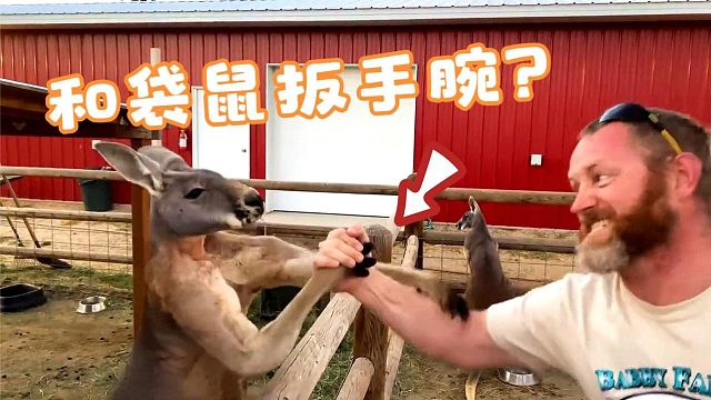 男子和袋鼠掰手腕，袋鼠的反应太搞笑，袋鼠：进来玩会儿啊！