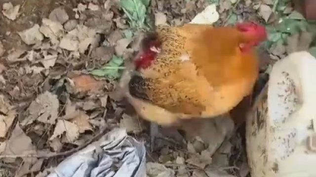 拿去做鸡尾酒了