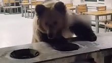 青海一只棕熊闯进私宅，翻箱倒柜一无所获，悻悻而去