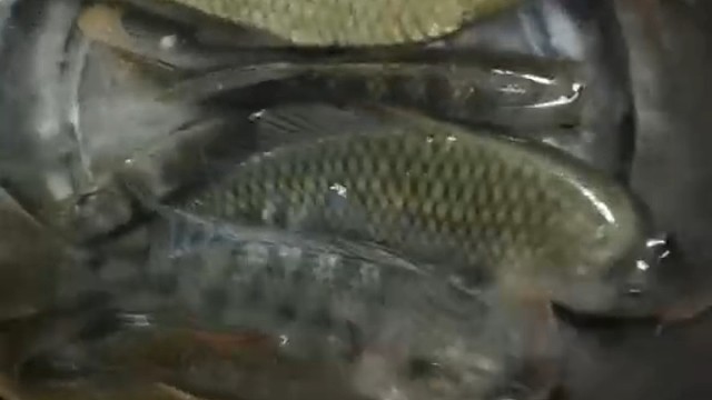 天气暖和了几天，鲤鱼又开口了。。野钓不空军！！！