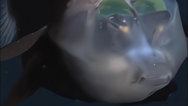 脑袋发光的，这是海底的什么生物？