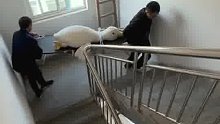 老公和公公在实战演练，产后如何给我抬上6楼！