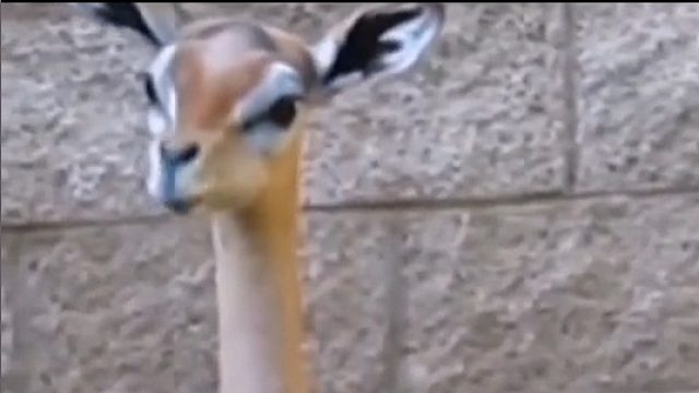 它觉得嚼的不好，它又送回来了