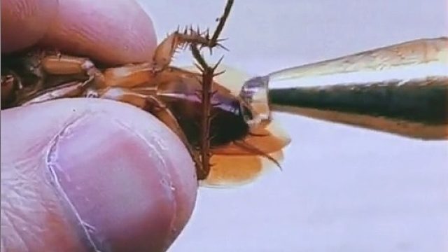 被封印的蟑螂，只吃不拉