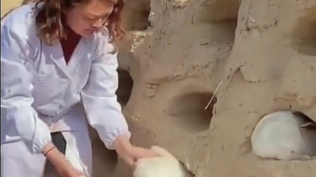 哪儿有狡兔三窟。兔子住的集体宿舍