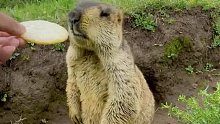 用饼干把土拨鼠给请出来