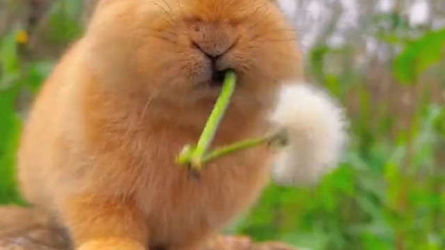 可爱的兔兔在吃东西