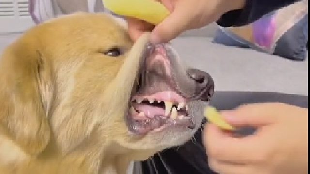 狗子：吃不完，根本吃不完