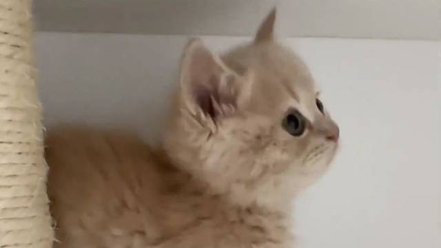 小短腿的尴尬瞬间