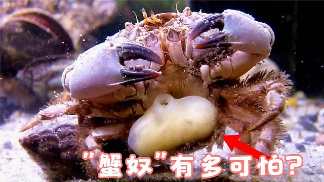 恐怖生物“蟹奴”，寄生在螃蟹内控制其行为，使其成为傀儡！