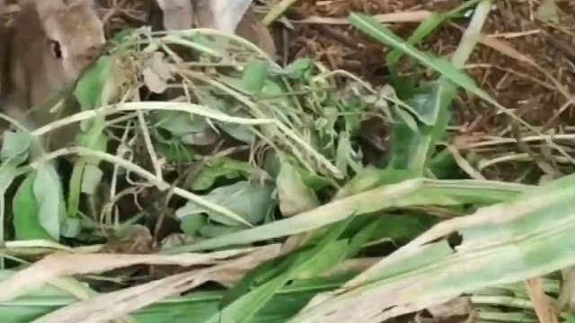 一位农村养兔人