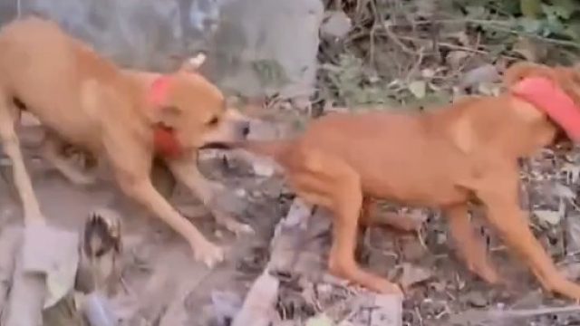 狗：你不讲武德咬我尾巴