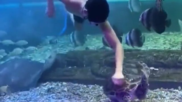 海龟：你功德圆满了，别敲了