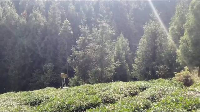 高山荒野出好茶