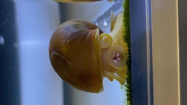 第一次见螺进食，原来这个螺还有牙