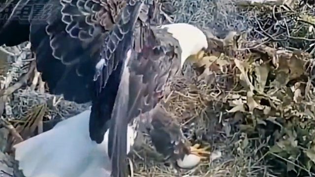 粗心的鹰爸踩碎了自己的鹰蛋，接下来一波操作，看得小编都目瞪口呆