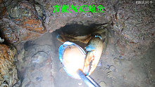 阿平赶海遇到一只在捕猎的青蟹，之后还收获了好大一个金蛋螺