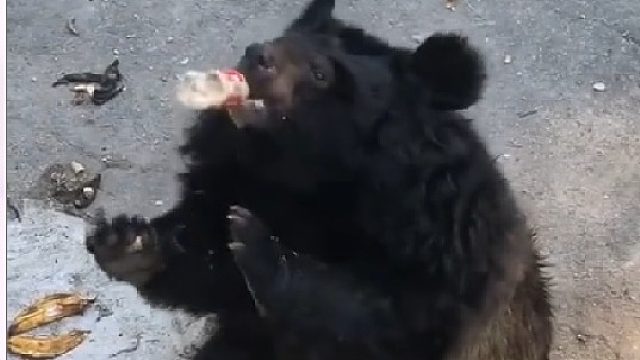 狗熊：我干了你随意