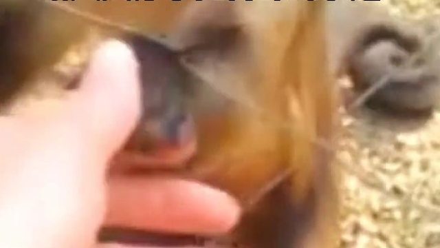 一个很有耐心的小家伙，这一幕很暖心