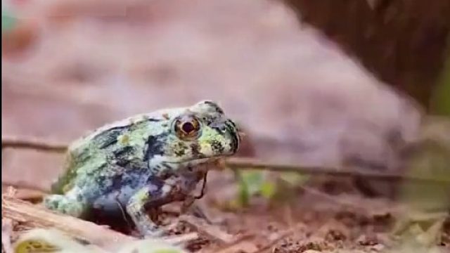 还以为是轮胎呢