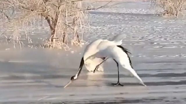 一生要强的丹顶鹤