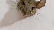 这只老鼠很可爱