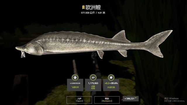 记录第二条星鳇