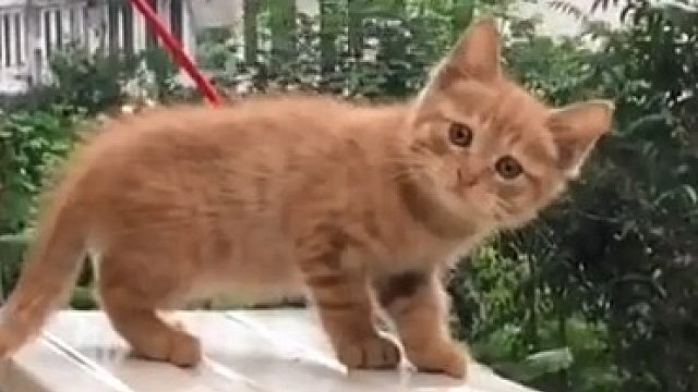 是谁按下了橘座的暂停键