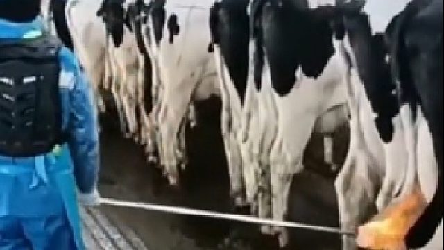 现在城里人这样热牛奶