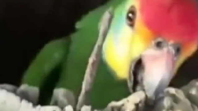 动物其实也是很有爱心的