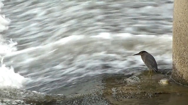 觅食，也许它更知道哪个更适合它～