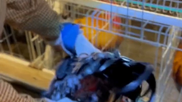 鸡精制作过程[nianyu]