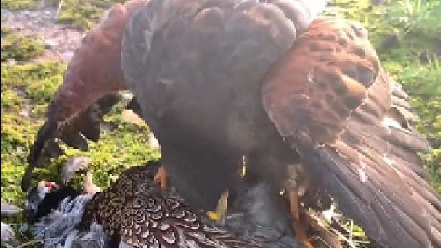 那鹰也有落魄街头的一天