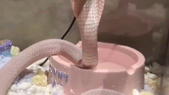 该冬眠了啊！我要降温了