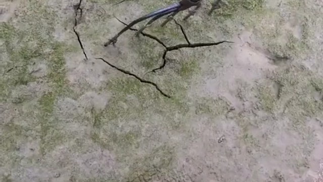 硬是石头软是沙不软不硬撒不拉