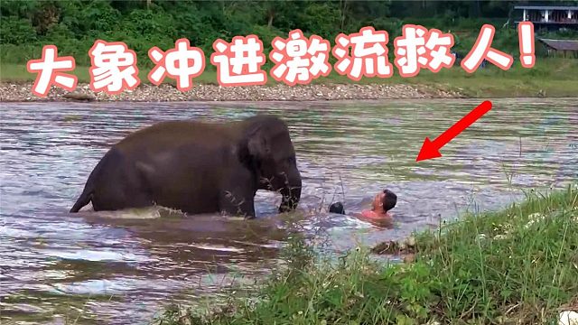 男人不慎跌落湍急河流，大象奋不顾身冲进去救人，场面太感人了！