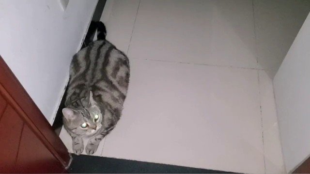 半夜起来撞见它们好像在开会