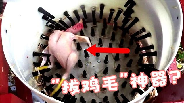 老外发明拔鸡毛神器，为了避免被祸害，两只鸡吓得“秃了”！