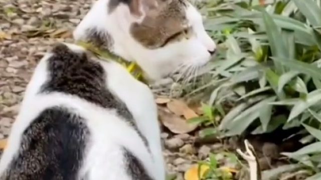 世界那么多猫咪，为什么看不到猫的尸体呢