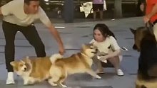 小型犬未拴绳街头挑衅大型犬，白衣男子上前踹大型犬致老人摔倒