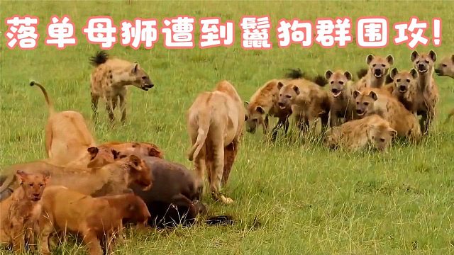 一只落单的母狮遇到鬣狗群，不幸遭到其猛烈进攻！结局会是怎样呢