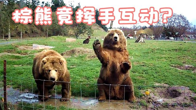 棕熊空手接面包，还会挥手进行互动，棕熊：坐下,基本操作！