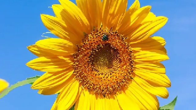 感谢 黑椒老板的告白灯牌耶  嘿哈 嘿哈 嘿哈 激动地仔 起飞的仔