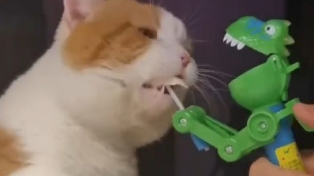 还想逗猫吃东西，猫的反应速度远高于狗不知道吗