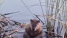 一只洗澡的河狸，像极了搓澡的大叔……