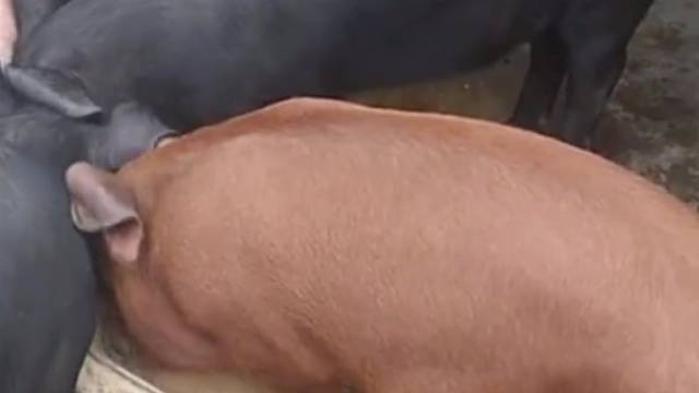 吃的不咋的，玩的挺花！