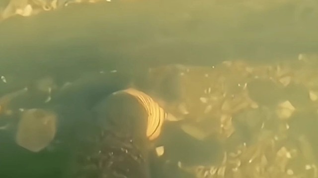 海底的好东西真多