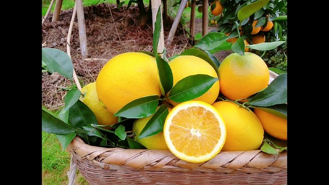 新鲜现摘正宗赣南脐橙