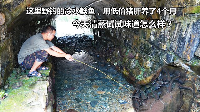 之前桥洞下野钓的冷水鲶鱼，用低价猪肝养了4个月，今天试试味道