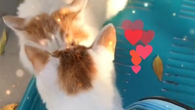 猫妈妈和猫宝宝时隔半年相见，老母亲认出了宝宝，宝宝已不认识妈妈